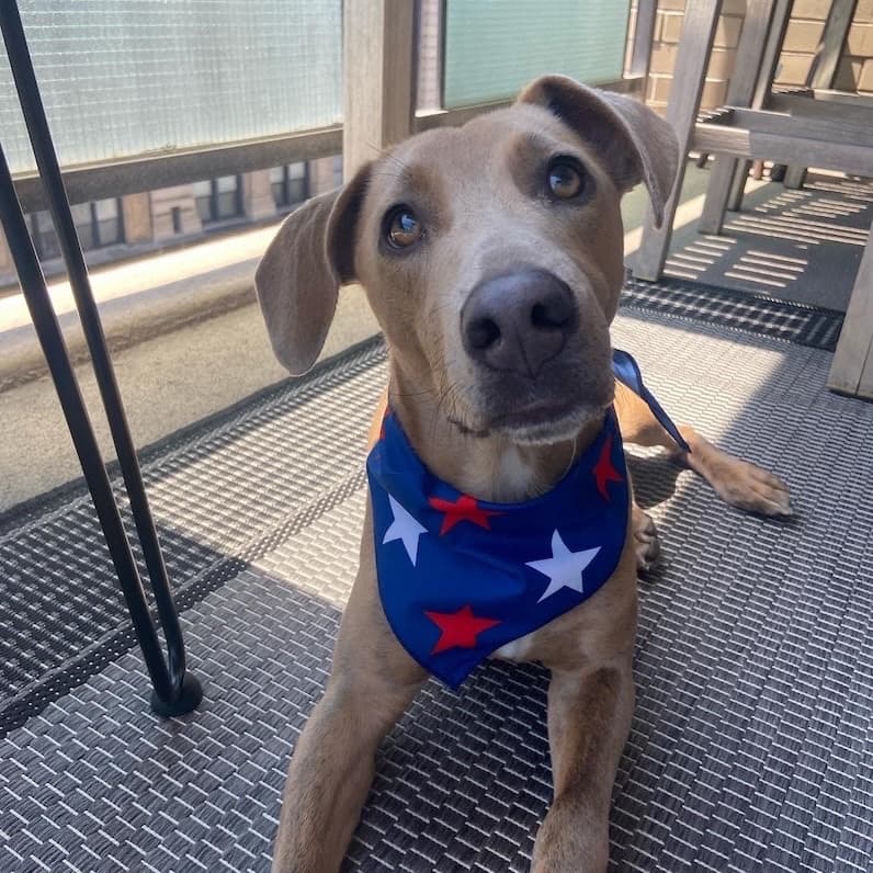 My dog Finn